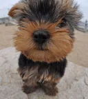 ヨークシャーテリア
Yorkshire Terrier-9