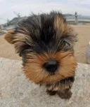 ヨークシャーテリア
Yorkshire Terrier-8