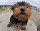 ヨークシャーテリア
Yorkshire Terrier-7