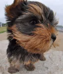 ヨークシャーテリア
Yorkshire Terrier-6