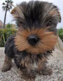 ヨークシャーテリア
Yorkshire Terrier-5