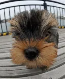 ヨークシャーテリア
Yorkshire Terrier-3