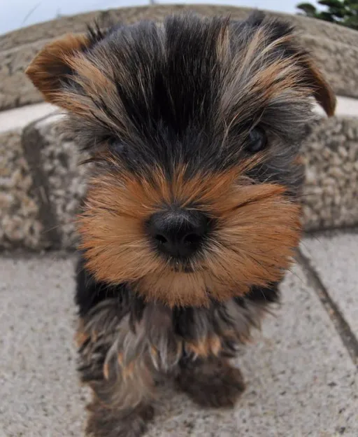 ヨークシャーテリア
Yorkshire Terrier-1