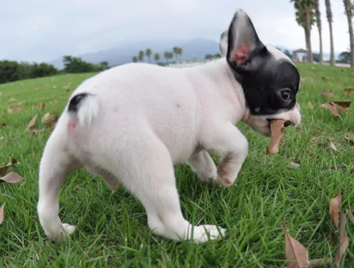 フレンチブルドッグ
French Bulldog124-2