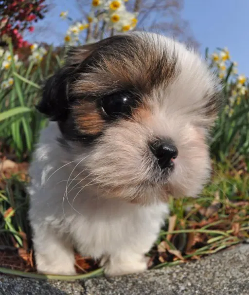 シーズー
Shih tzu138-1