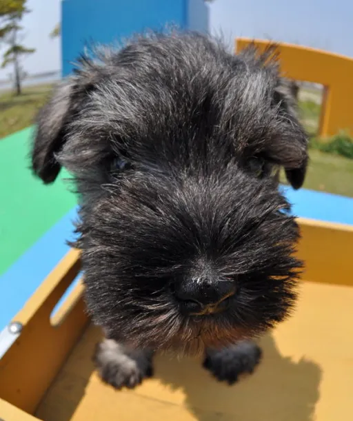 ミニチュアシュナウザー
Miniature Schnauzer
194-1