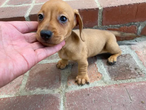 ダックスフンドの子犬販売 画像1