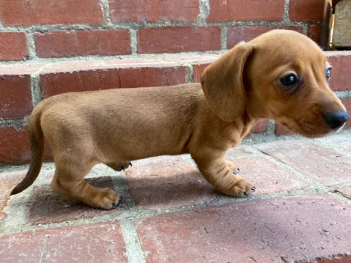 ダックスフンドの子犬販売 画像1