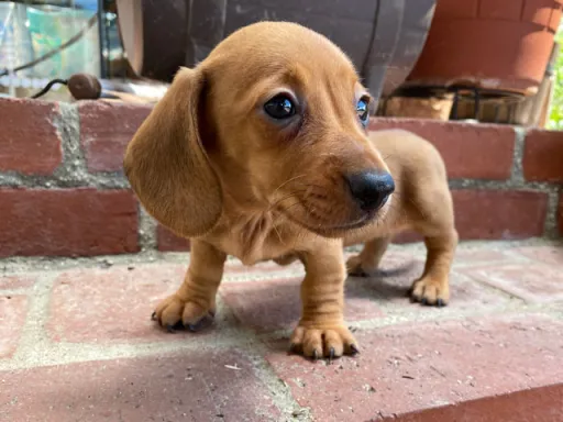 ダックスフンドの子犬販売 画像1