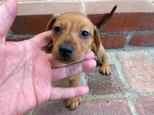 ダックスフンドの子犬販売 画像1