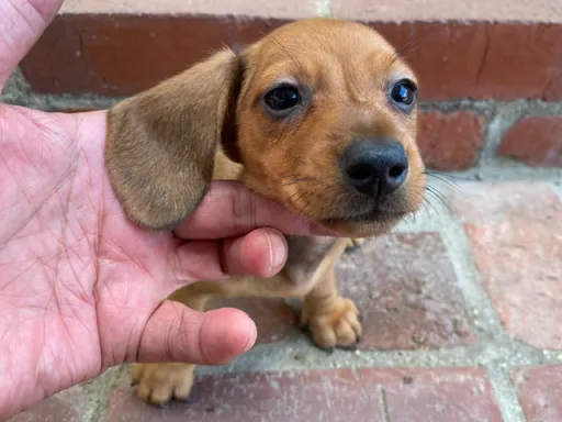 ダックスフンドの子犬販売 画像1