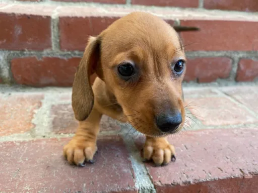 ダックスフンドの子犬販売 画像1