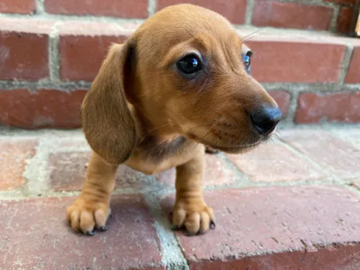 ダックスフンドの子犬販売 画像1