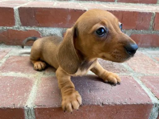 ダックスフンドの子犬販売 画像1