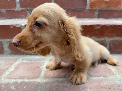 ダックスフンドの子犬販売 画像1