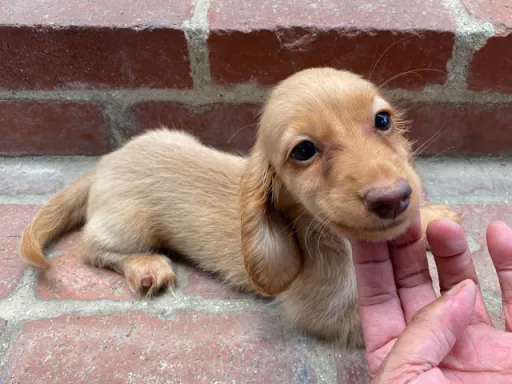 ダックスフンドの子犬販売 画像1