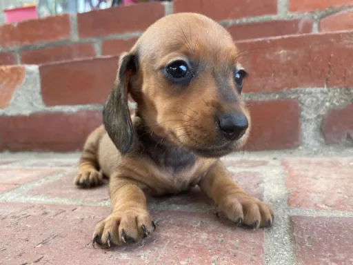 ダックスフンドの子犬販売 画像1