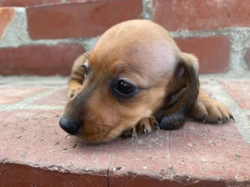 ダックスフンドの子犬販売 画像1