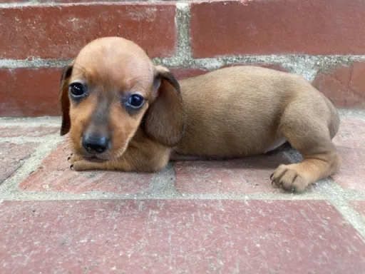 ダックスフンドの子犬販売 画像1