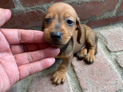 ダックスフンドの子犬販売 画像1