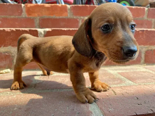 ダックスフンドの子犬販売 画像1