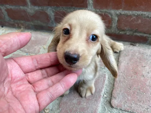 ダックスフンドの子犬販売 画像1