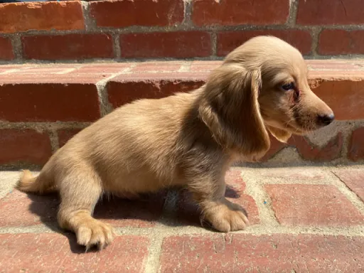 ダックスフンドの子犬販売 画像1