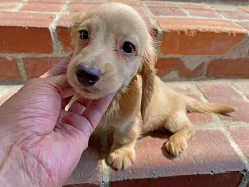 ダックスフンドの子犬販売 画像1