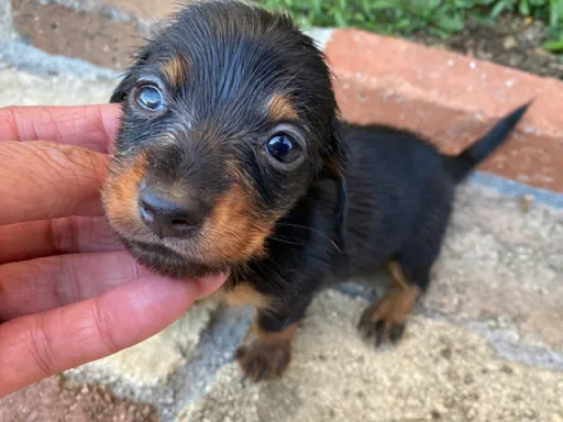 ダックスフンドの子犬販売 画像1