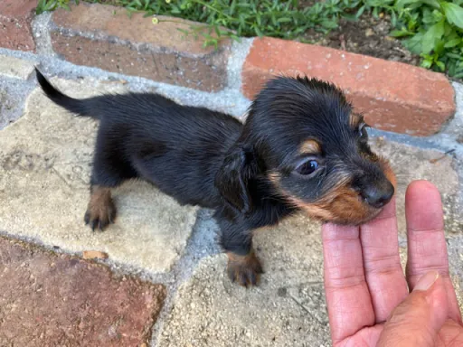 ダックスフンドの子犬販売 画像1