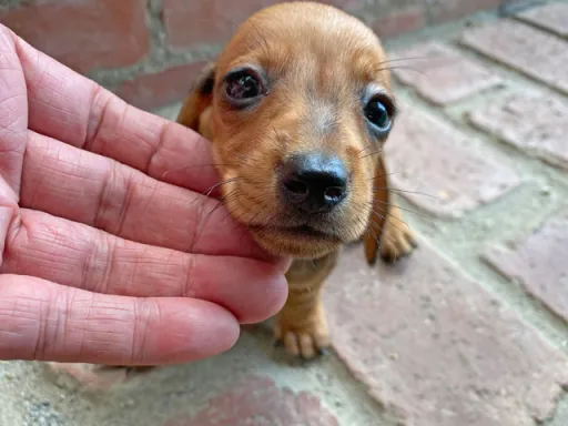 ダックスフンドの子犬販売 画像1