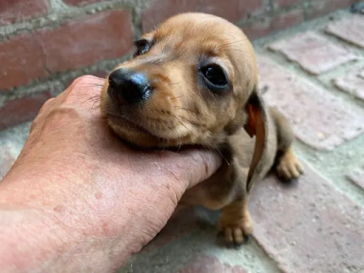 ダックスフンドの子犬販売 画像1