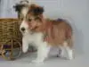 シェットランド・シープドッグの子犬販売ページ